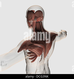 Anatomy of male muscles in upper body, posterior view. Stock Photo