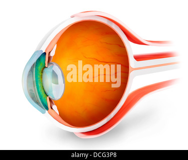 Anatomy of human eye, perspective. Stock Photo