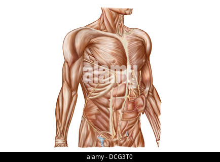 Anatomy of human abdominal muscles. Stock Photo