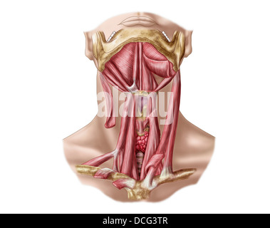 Anatomy of human hyoid bone and muscles, anterior view. Stock Photo