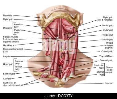 Anatomy of human hyoid bone and muscles, anterior view. Stock Photo