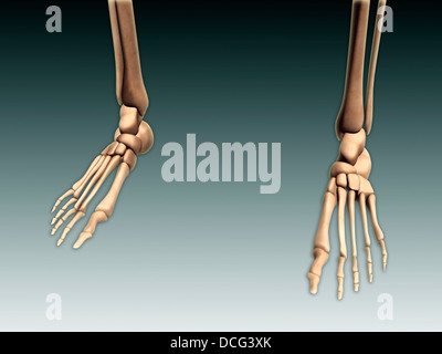 Conceptual image of bones in human legs and feet. Stock Photo