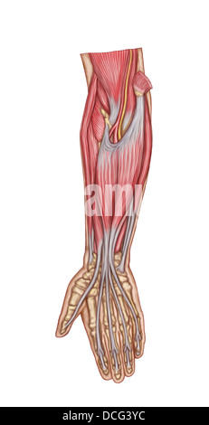 Anatomy of forearm muscles, anterior view, middle. Stock Photo