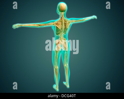 Medical illustration of human body showing skeletal system, arteries, veins, and nervous system. Stock Photo