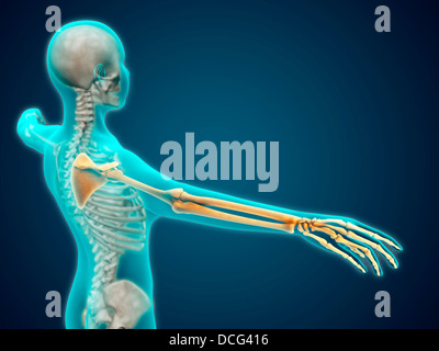 X-ray view of human body showing skeletal bones in the arm and hand. Stock Photo