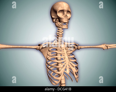 Conceptual image of human rib cage and spinal cord with skull. Stock Photo