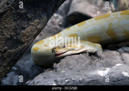 Burmese python Stock Photo