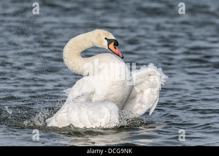 Mute Swan bathing Stock Photo