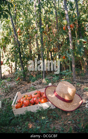 Fresh organic tomatoes in wooden crate Stock Photo