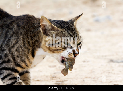 breakfast cat with fish in mouth Stock Photo