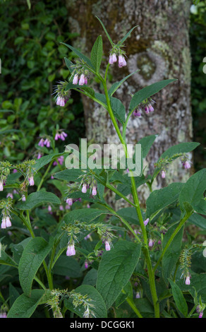 Russian comfrey Symphytum × uplandicum taken at the National Botanic Gardens of Wales, Carmarthenshire Stock Photo