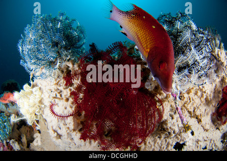 Diana's hogfish (Bodianus diana), swimming between three crinoids, Lembeh Strait, Indonesia. Stock Photo