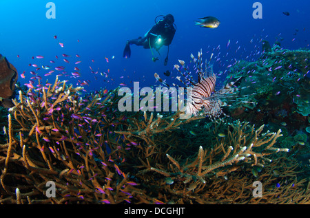 A diver looks on at a lionfish (Pterois volitans) hovering above staghorn coral, Gorontalo, Sulawesi, Indonesia. Stock Photo
