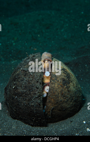 A Coconut Octopus, Lembeh Strait, Sulawesi, Indonesia. Stock Photo