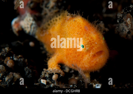 A juvenile hairy frogfish (Antennarius striatus) of approximately 5mm length, Lembeh Strait, Indonesia. Stock Photo