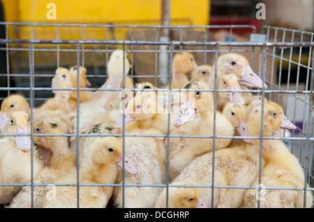 A cage with duck chicks for sale at farmers market in Wadowice, Poland. Stock Photo