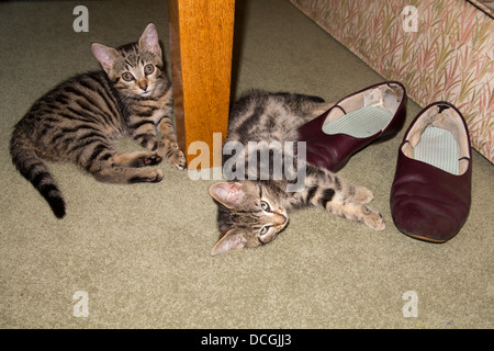 domestic pets, two young tabby kittens on carpets with pair of old slippers Stock Photo