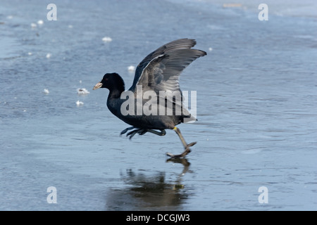 Eurasian Coot (Fulica atra) runs on ice Stock Photo