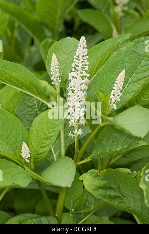 Indian poke, Indian pokeweed, Asiatische Kermesbeere, Essbare Kermesbeere, Phytolacca esculenta, Phytolacca acinosa Stock Photo