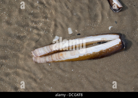 Atlantic jackknife, bamboo clam, razor clam, Amerikanische Scheidenmuschel, Schwertmuschel, Ensis directus, Ensis americanus Stock Photo