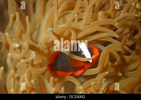 Red clownfish, Tomato anemonefish, Roter Clownfisch, Halsband-Anemonenfisch, Anemonenfisch, Amphiprion frenatus Stock Photo