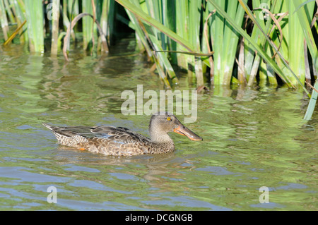 Northern shoveler duck, Spatula clypeata, horizontal portrait of a adult male in eclipse plumage swimming on water. Stock Photo