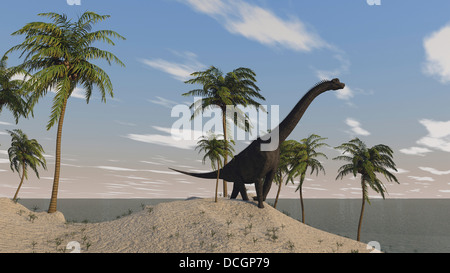 Large Brachiosaurus roaming an tropical climate landscape. Stock Photo