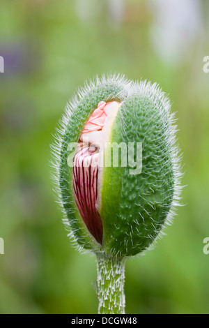 Papaver orientale. Pale pink poppy bud opening in an English garden. Stock Photo