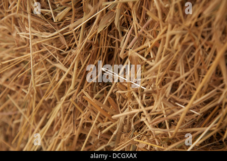 Concept. 'Looking for a needle in a haystack': A saying and metaphor, referring to something lost or hidden and almost impossible to find. Stock Photo