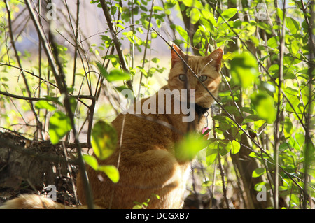 Golden cat wearing collar Stock Photo