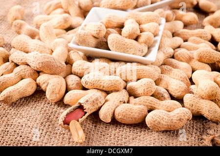 Large group of the peanuts in shells Stock Photo