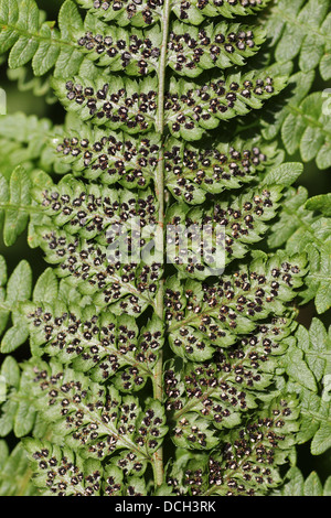 Broad Buckler-fern - Dryopteris dilatata spores Stock Photo