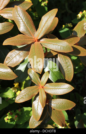 Plant Leaves Covered In Rust Fungus Stock Photo