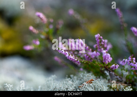 Heather and moss (Calluna vulgaris) Stock Photo