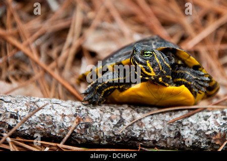 Yellow-bellied Slider Stock Photo