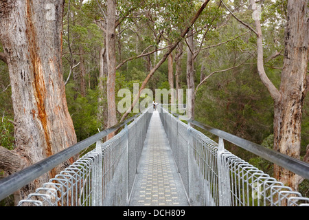 Valley of the Giants, Treetop walk, Western Australia Stock Photo