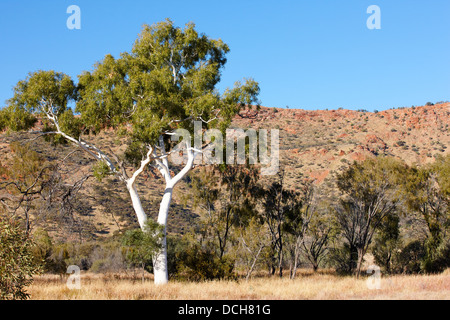 Eucalyptus, gum tree, Alice Springs Desert Park, Australia Stock Photo