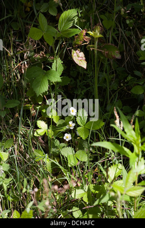 Wild Stawberry Jackson's Brickworks Middlewood Way Poynton Cheshire England Stock Photo