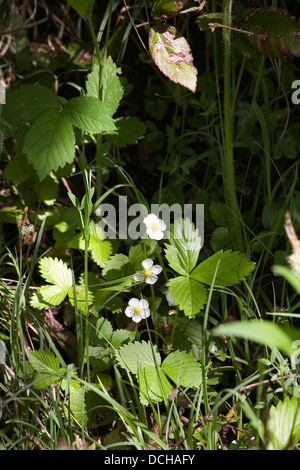 Wild Stawberry Jackson's Brickworks Middlewood Way Poynton Cheshire England Stock Photo