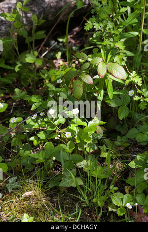 Wild Stawberry Jackson's Brickworks Middlewood Way Poynton Cheshire England Stock Photo