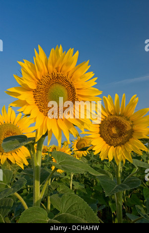 Field of sunflowers against a blue sky Stock Photo