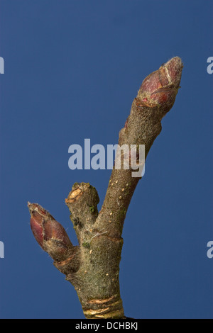 Apple, fruit tree, fruit-bearing tree, buds, Kultur-Apfel, Apfelbaum, Obst, Obstbaum, Knospen, Malus domestica, Pommier commun Stock Photo