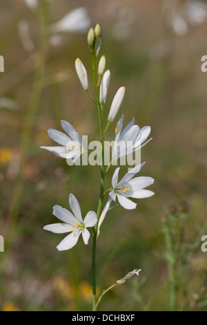 St Bernard´s Lily, Astlose Graslilie, Traubige Graslilie, Zaunlilie, Anthericum liliago Stock Photo