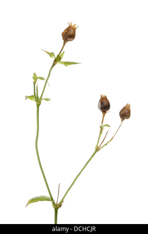 Dried seed pods of red campion flowers isolated against white Stock Photo