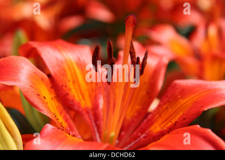 water lily on a bed of green Lilly pads in a cedar stream Stock