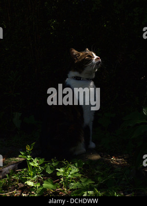 Tabby cat staring at the sun Stock Photo