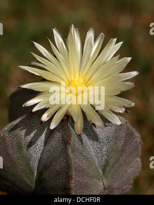 Bishop's Cap Cactus, Astrophytum Myriostigma, Cactaceae. Stock Photo