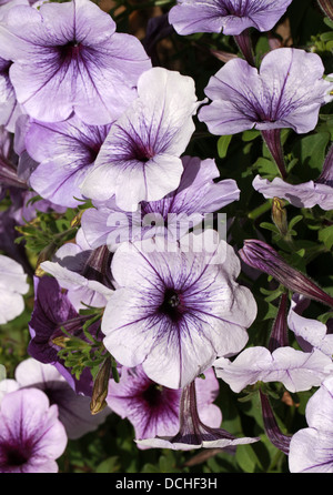 F1 Hybrid Petunias, Petunia × hybrida, Solanaceae. Garden Origin. Stock Photo
