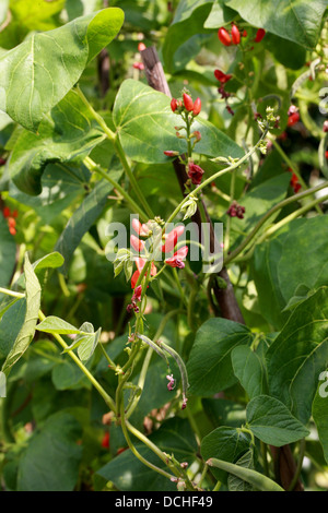 Runner Bean, Scarlet Runnerbean, or Multiflora Bean Flowers 'Polestar', Phaseolus coccineus, Fabaceae. Stock Photo