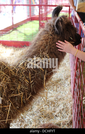 A llama at a petting zoo being petted by a child's hand. Stock Photo